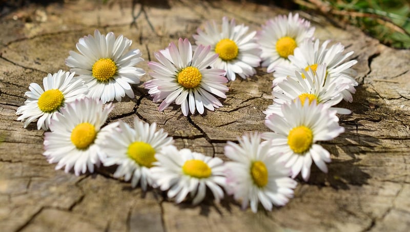 Loving-Kindness
